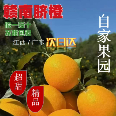 当季现摘现发天然带叶赣南脐橙