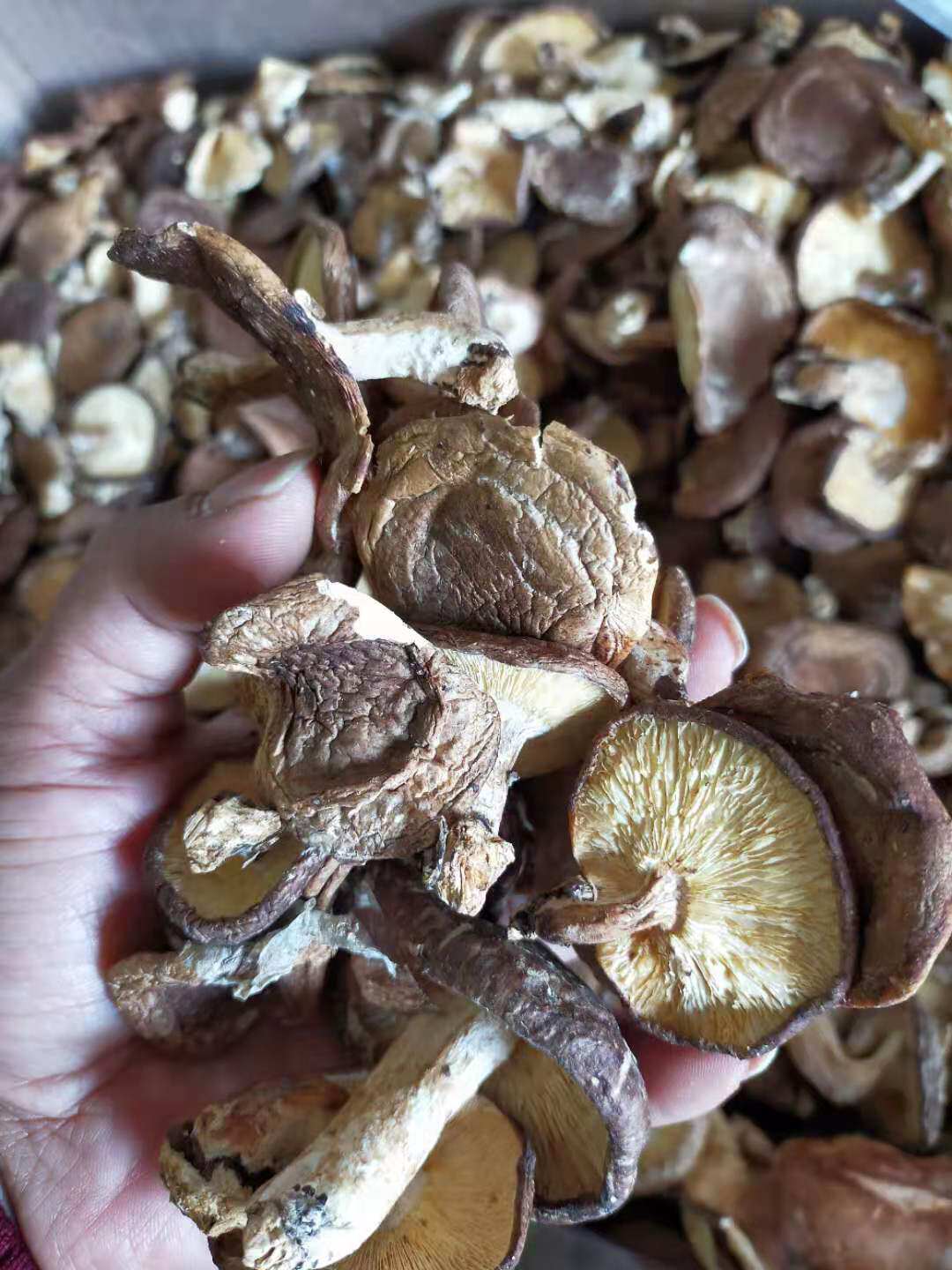 连州农家自采天然无添加野生香菇