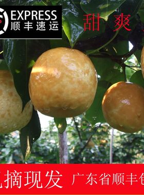 连州特产潭岭高山包邮水晶梨