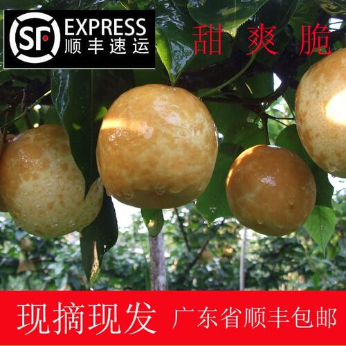 连州特产潭岭高山包邮水晶梨