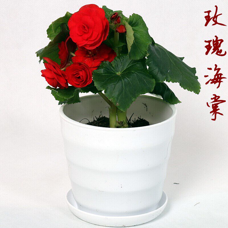 Glass Jade Flower seedlings Park flowers and plants Botany green Hospital flowers and plants courtyard Four seasons Potted plant balcony outdoorin the Flower delivery/Flowers simulation/Plants gardening , Flowers/Potted plants (New) , Flowers  category - from Buy2taobao.com to provide professional Taobao agent buy service