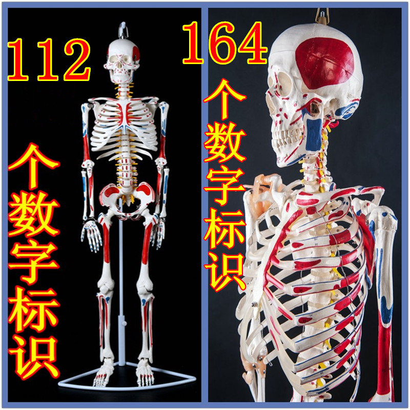 标准人体 骨骼模型170cm教学骨骼骨架模型教具带肌肉起止点附韧带 玩具/童车/益智/积木/模型 其他模型玩具 原图主图