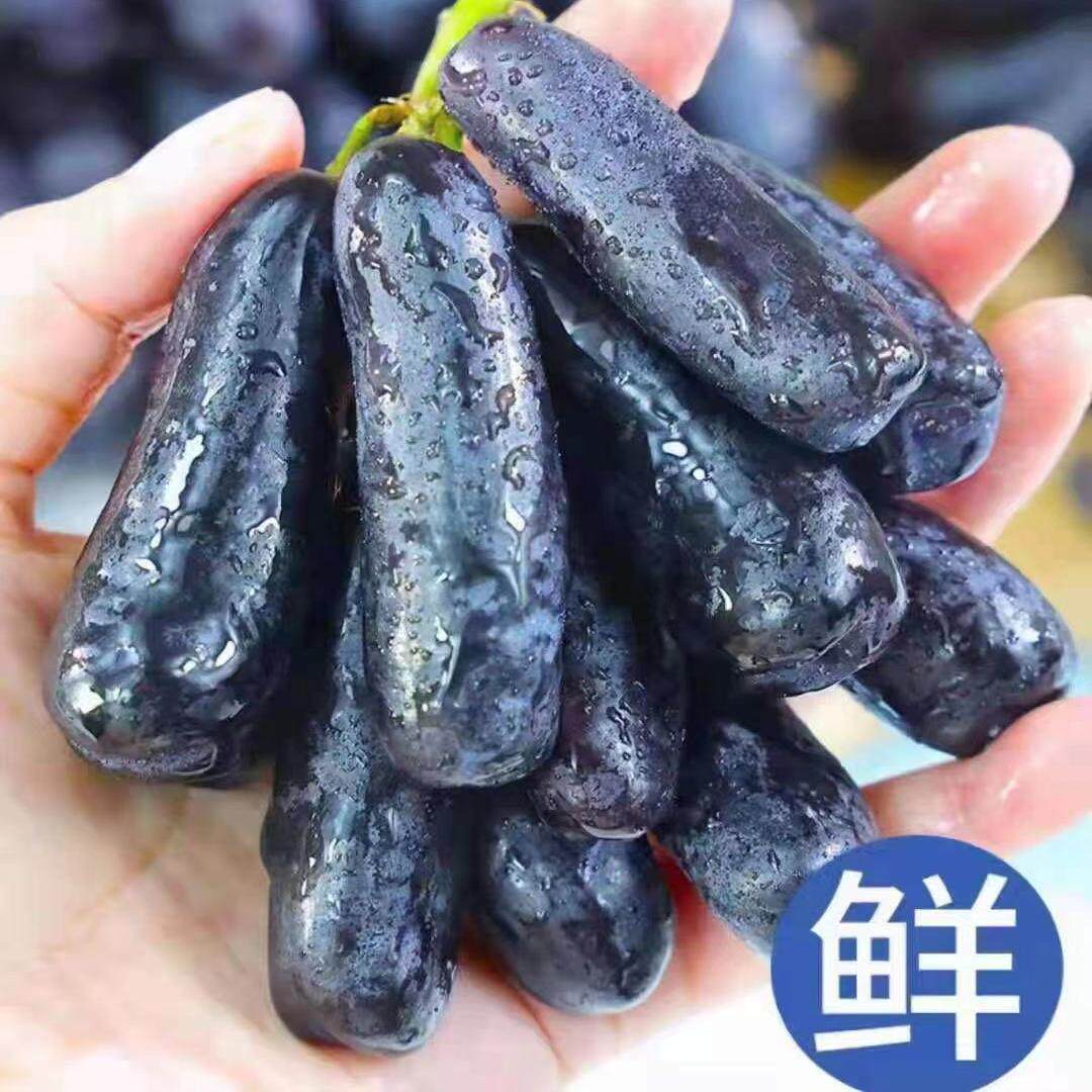 京东净重4.8斤金手指，美人指 蓝宝石葡萄 提子  坏果包赔