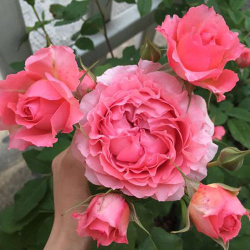 四季开花珊瑚果冻大花浓香