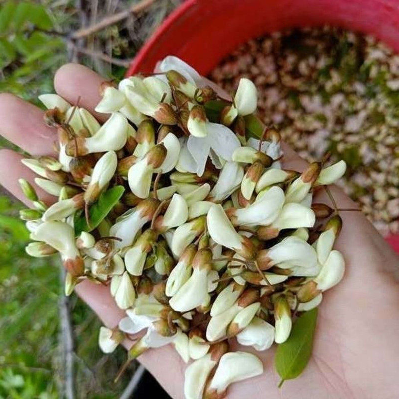 五莲山现摘现发野生新鲜槐花时令新鲜蔬菜洋槐花刺槐米花骨朵杨槐