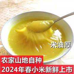 山东2025五莲新米春小米农家自种新鲜黄小米山地春谷子脂米小米粥