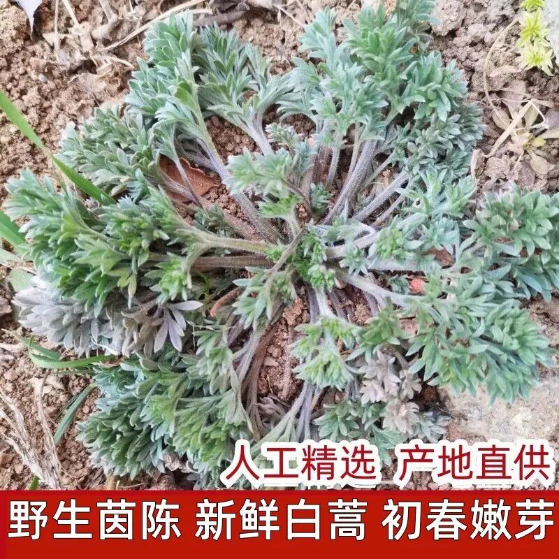 新鲜茵陈2025现挖现发时令野菜绵茵陈蒿白蒿天然新鲜野菜野生蔬菜
