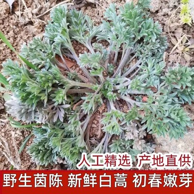 新鲜折耳根现挖现发时令野菜