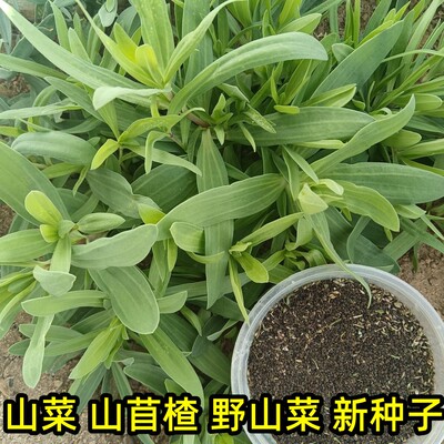 山苜楂种山珍菜丝石竹长蕊石头花山野菜山菜蚂蚱菜种籽阳台盆栽子