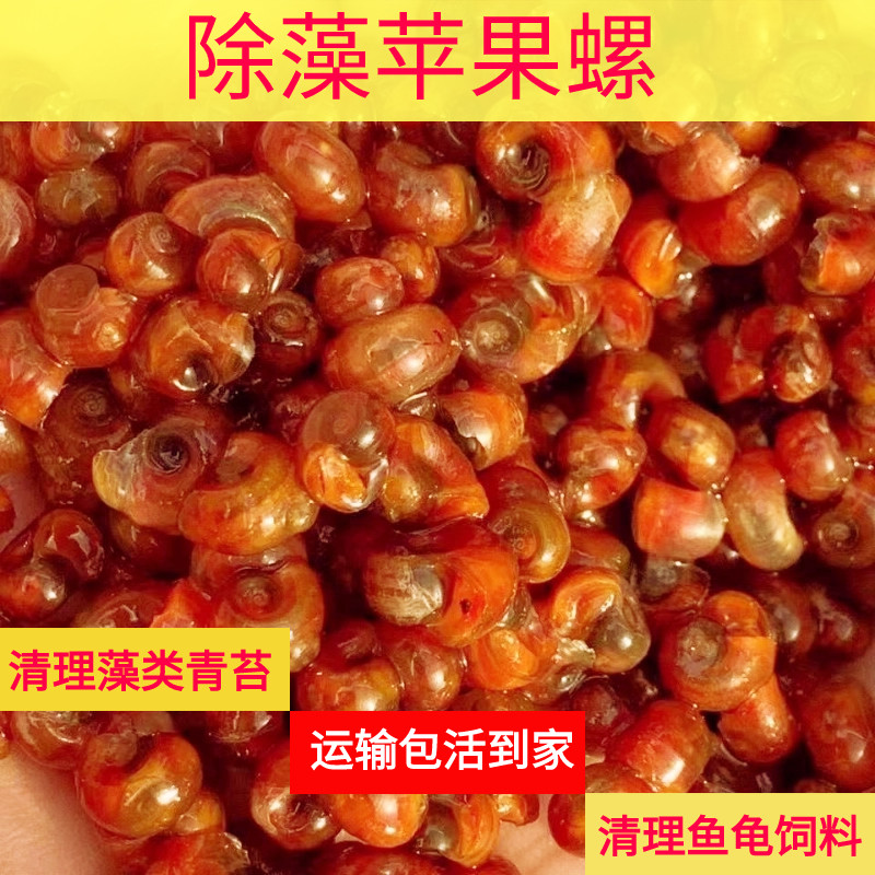 全红苹果螺黄金螺观赏螺大号除藻螺狗头鱼饲料清理鱼缸工具观赏螺
