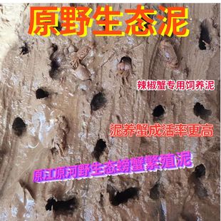 辣椒蟹打洞泥观赏蟹造景铺底躲避泥 河泥软生态泥螃蟹繁殖打洞泥