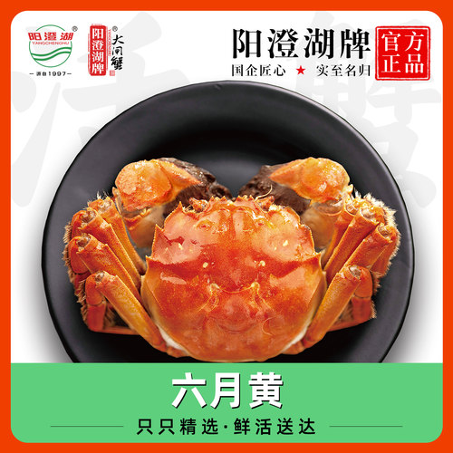阳澄湖牌六月黄大闸蟹