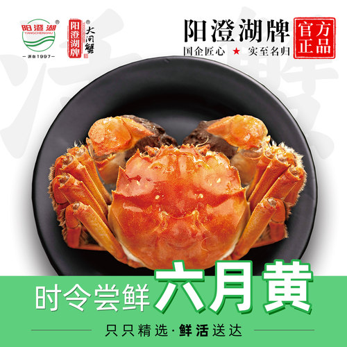活蟹大闸蟹阳澄湖牌六月黄