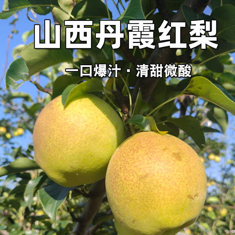 山西头茬正宗丹霞红梨子新鲜水果