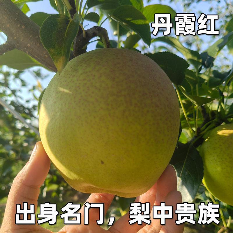 山西正宗丹霞红梨子头茬应季水果