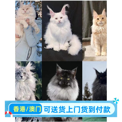 成都/实体门店/缅因猫幼猫香港库恩猫烟灰纯白银虎斑异瞳大脚赛级