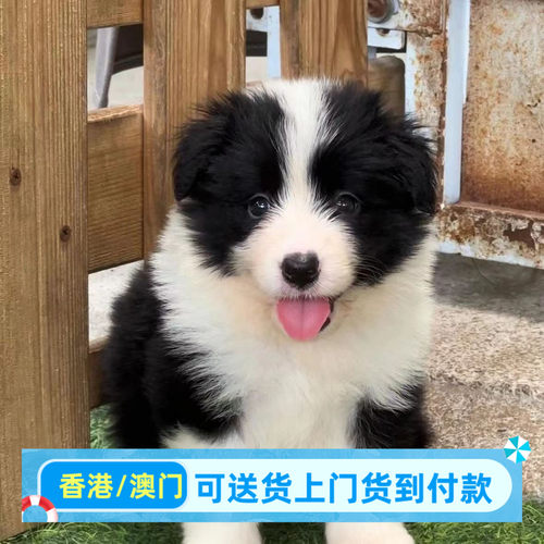 边牧幼犬陨石边境牧羊犬三通七白边牧黑白高智商宠物幼崽可爱