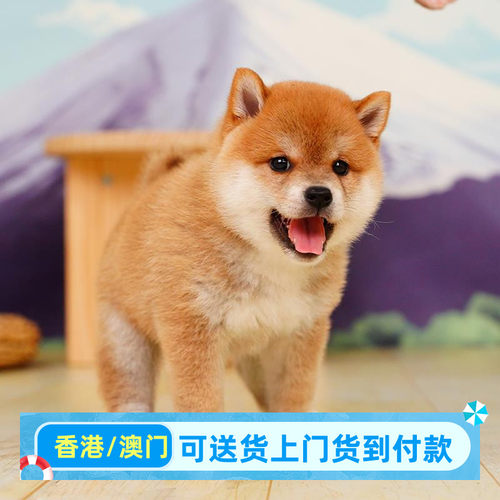 柴犬幼犬小型犬柴犬幼崽香港宠物狗狗活体高品质（预付款定金）