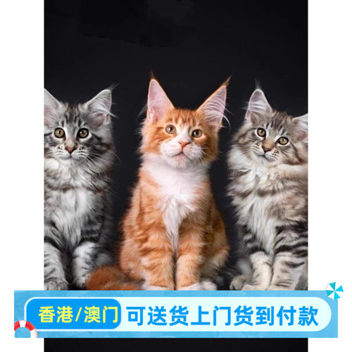 昆明/实体门店/香港缅因猫幼猫长毛宠物猫俄罗斯巨型猫咪活物烟灰