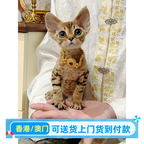 虎斑德文卷毛猫幼猫香港宠物猫活体不掉毛德文猫幼崽赛级同城买猫