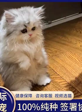 香港拿破仑矮脚猫银白蓝白乳白纯白蓝眼长毛米努特小短腿活体幼猫