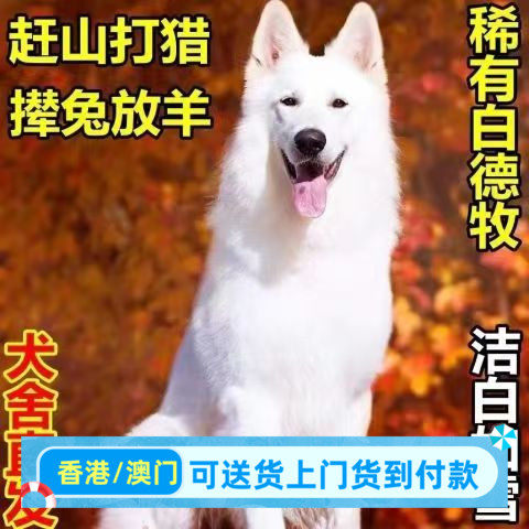 白德牧幼犬长毛牧羊犬活体德牧幼犬白色牧羊犬雪狼犬狗混血犬狗狗
