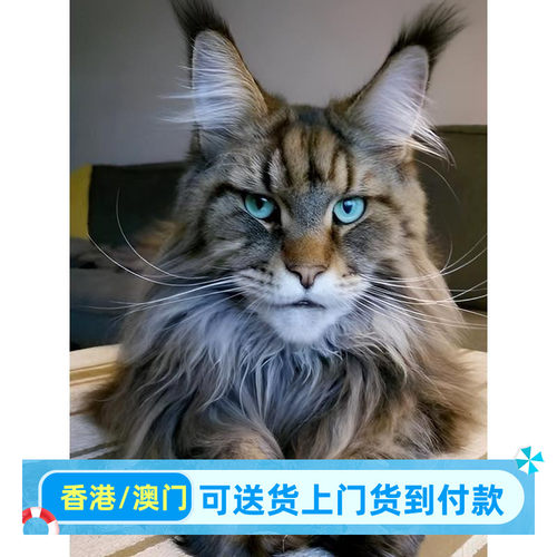 扬州/实体门店/缅因猫长毛巨型库恩香港宠物帝王猫活体银虎斑幼猫