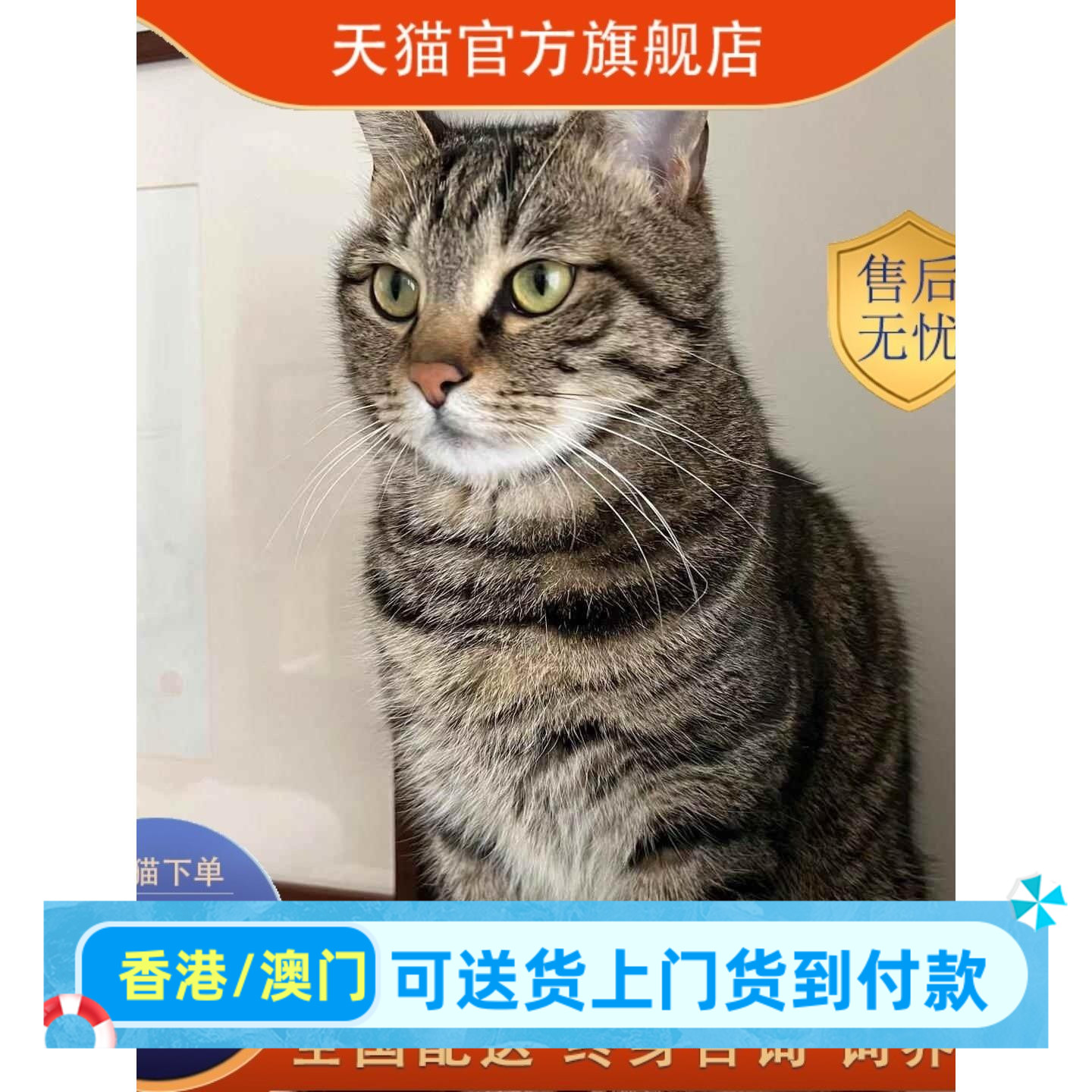 广东/繁育直售/中华田园猫三花猫活物好养活黑猫猫幼崽捕鼠狸花健图片