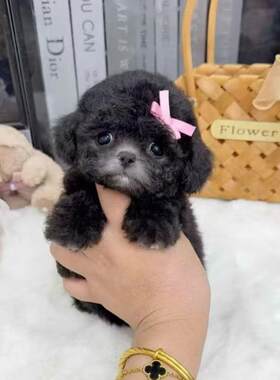 香港灰泰迪幼犬活体宠物小体泰迪狗狗茶杯犬香槟泰迪红泰迪花泰迪