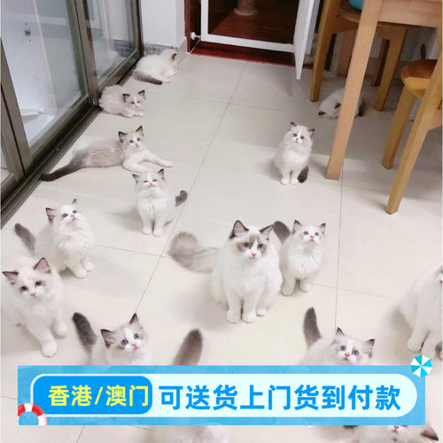 广东本地猫舍出售布偶猫幼猫海双蓝双蓝猫美短渐层金吉拉活体猫咪