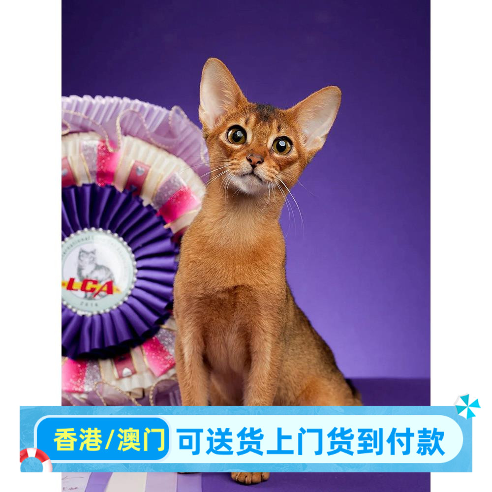 阿比西尼亚猫幼猫香港宠物赛级红蓝原始鹿色铁军同款不掉毛阿比猫