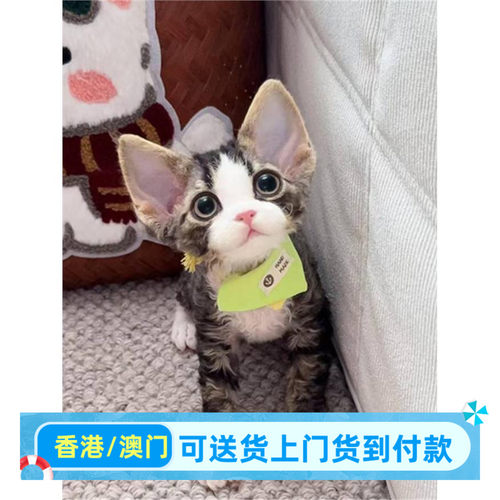 德文卷毛猫虎斑加白纯种