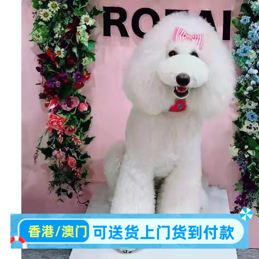 广东本地犬舍出售巨贵犬幼犬活体狗狗