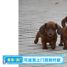 中山本地犬舍出售香港腊肠犬幼犬铁包金腊肠长毛狗狗宠物活体狗狗