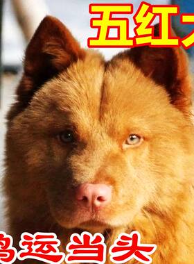 潮汕五红犬活体幼犬小狗崽狗狗红色土狗土猎犬短毛中华田园犬幼犬