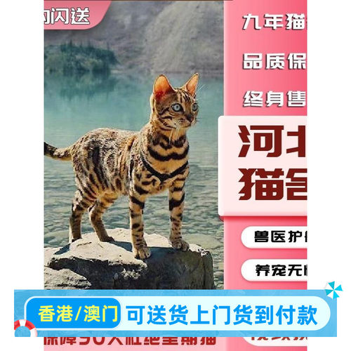 合肥/直售/豹猫孟加拉香港豹猫豹猫香港孟加拉宠物幼崽雪豹幼