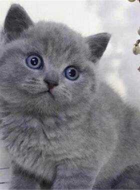 英短蓝猫幼猫蓝白猫幼崽矮脚蓝胖子血统宠物猫舍英国短毛猫咪活物