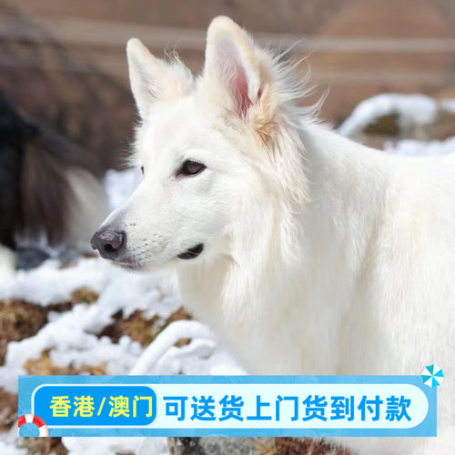 纯白幼犬白德牧幼崽白色瑞士牧羊犬大型放羊赶羊看家狗狗活的长毛