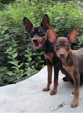贵阳本地犬舍香港小鹿犬幼犬活体铁包金迷你笃宾犬宠物狗短毛狗狗