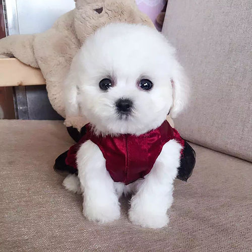 贵阳犬舍出售香港卷毛比熊犬幼犬飞耳比熊狗狗活体宠物小体双血统