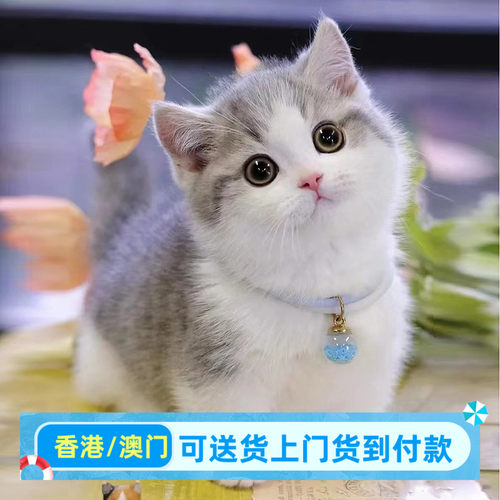 佛山本地猫舍出售香港英短蓝白猫幼猫活体矮脚猫活物宠物猫咪幼崽
