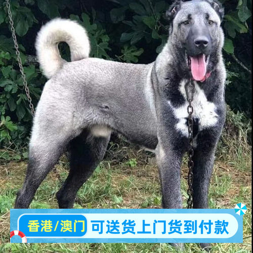 土耳其坎高犬幼犬看家护院狗活物猛犬现货特大型活物坎高犬小狗狗
