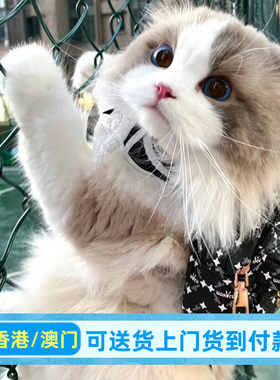 香港布偶猫幼猫长毛仙女猫蓝眼睛海双蓝双血统宠物活体家养宠物猫