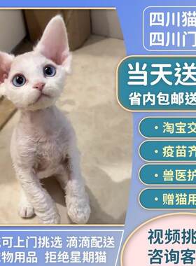 贵阳/实体猫舍/德文卷毛猫幼猫德文猫香港卷毛猫不掉毛猫宠物猫蓝