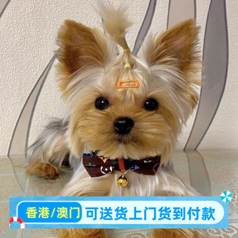 约克夏幼犬长毛可爱约克夏幼崽金头银背金色茶杯体袖宠物学生版