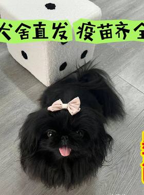 京巴幼犬活物小型犬哈巴狗京巴犬狮子狗北京犬黑色京巴混血狗狗