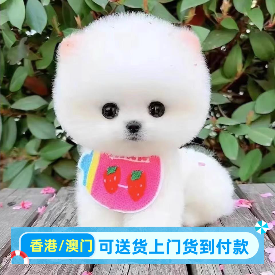 博美幼犬小型犬博美幼崽香港宠物狗狗活体高品质（视频挑选）图片