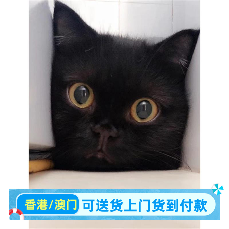 广东/繁育直售/香港英短纯黑色猫咪