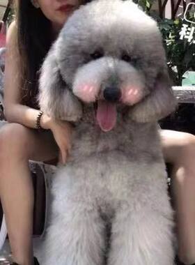 巨型贵宾犬巨贵犬幼犬巨型泰迪白色香槟色红棕色灰色黑色狗狗