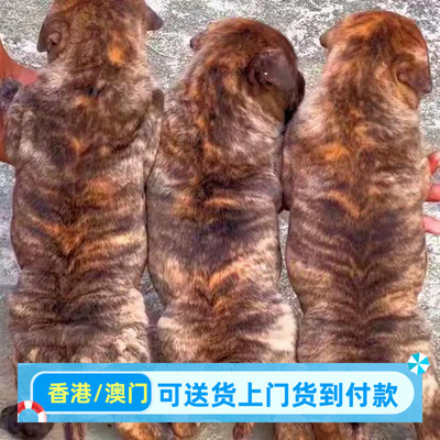 香港虎斑犬小狗活体狗狗中华田园犬广西土狗猎犬陪伴犬萌宠物幼犬